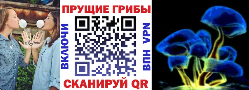 Галлюциногенные грибы Psilocybine cubensis  OMG ONION  Камешково 
